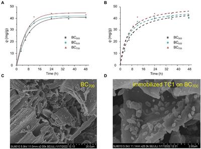 Enhanced bioremediation of triclocarban-contaminated soil by Rhodococcus rhodochrous BX2 and Pseudomonas sp. LY-1 immobilized on biochar and microbial community response